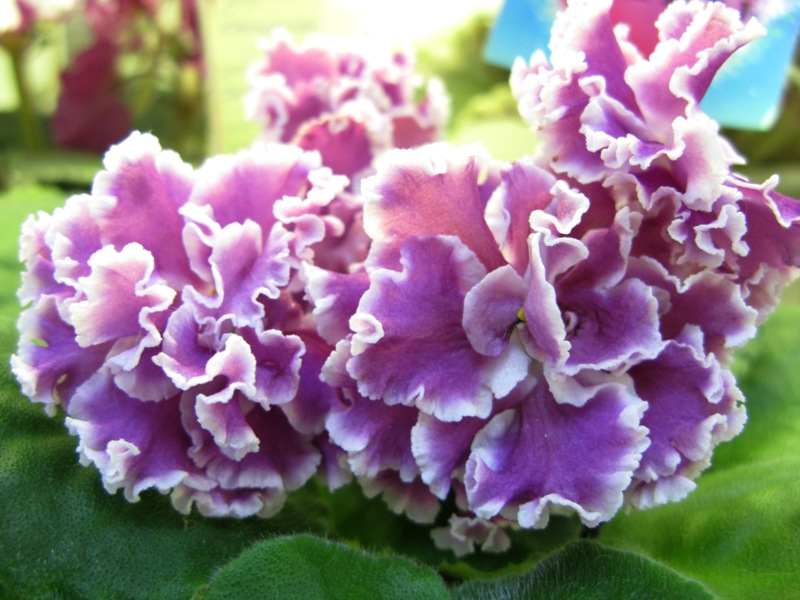Нестерова ПТ-Катерина.JPG