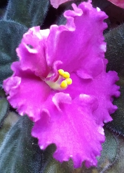 IMG_20201004_124037.jpg