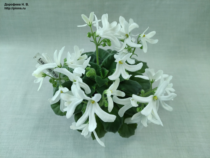 Lunar Lily White