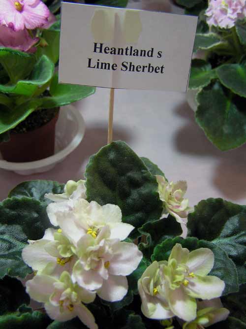 Heanland-s-Lime-Sherbet.jpg