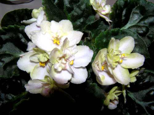 Heart-lime.jpg
