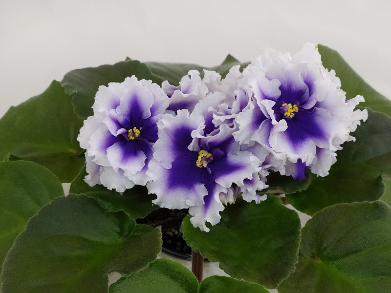Dn-Royal Blue.jpg
