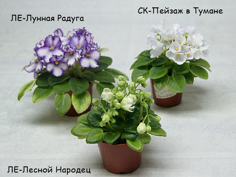 Миниатюрные фиалочки.JPG