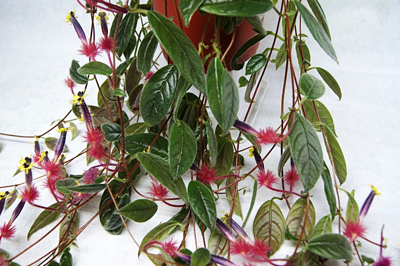 Колумнея Teuscheri (Tricantha)..JPG