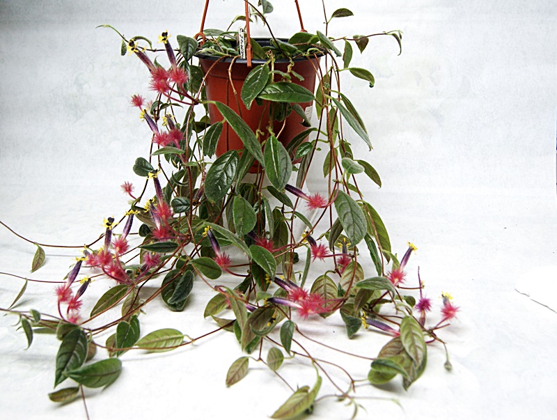 Колумнея Teuscheri (Tricantha).JPG
