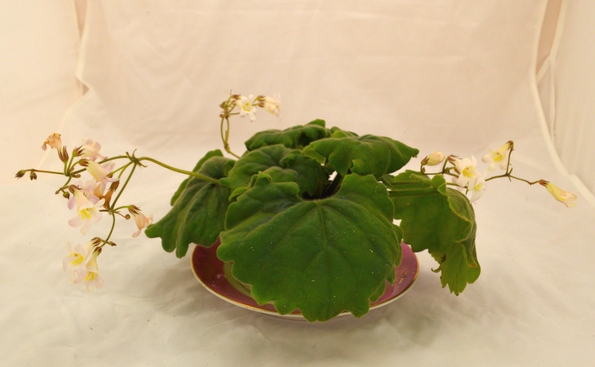 primulina species
