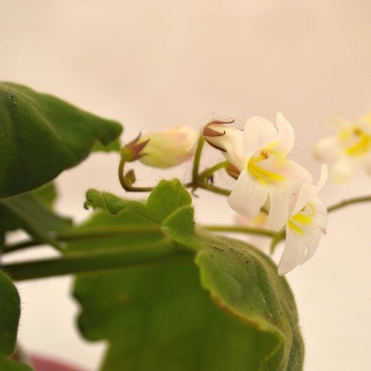 primulina species