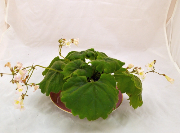 primulina species
