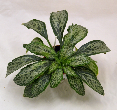 3<br /><br /><br /><br />Primulina dryas ‘Angustifolia’