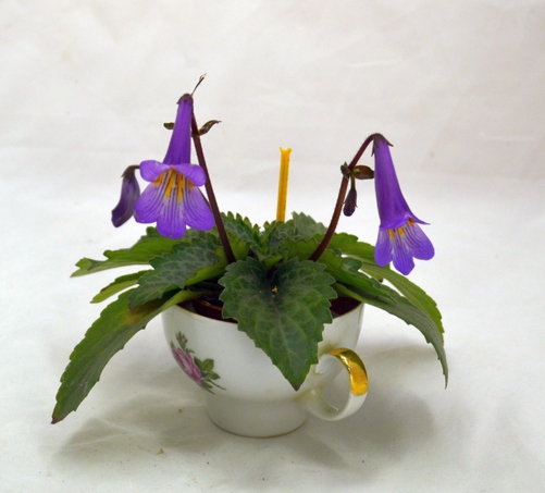 Primulina Diane Marie