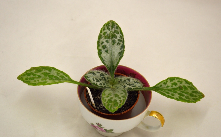 Primulina drays Sinensis