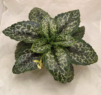 Primulina Sinensis Hisako