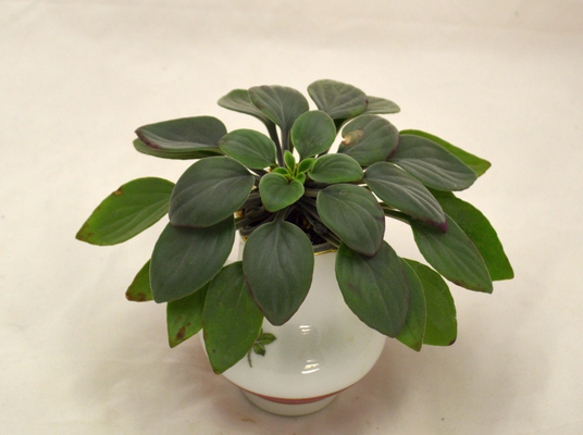 primulina boishuinensis