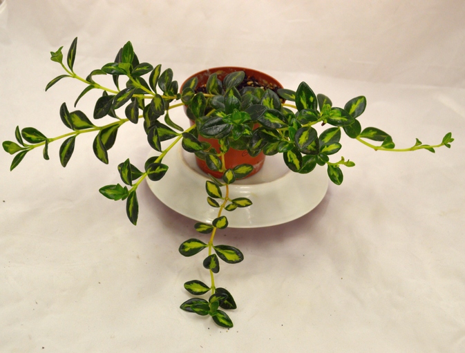 nematanthus gregarius dibleys gold