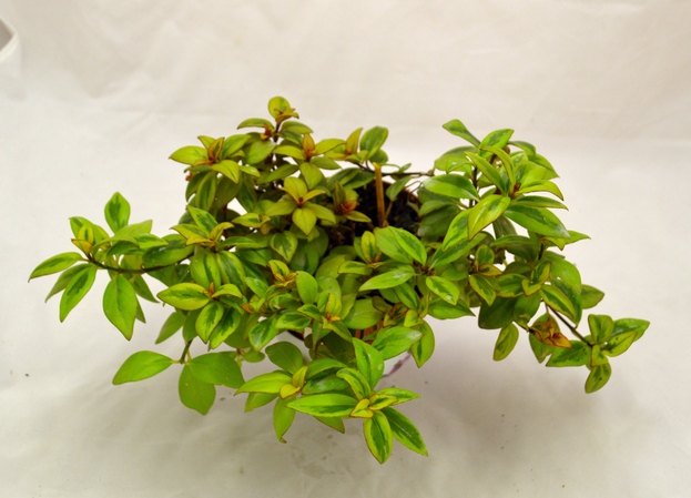nematanthus gregarius sarah