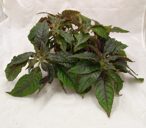 Nautilocalyx forgettii