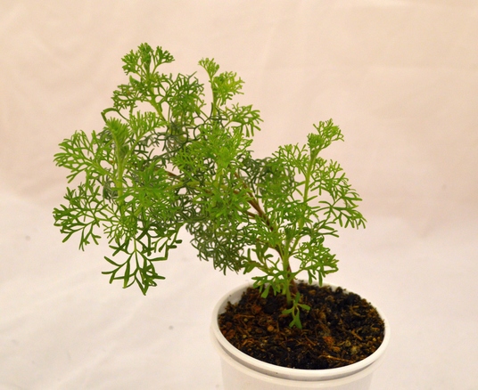 1<br /><br /><br /><br />P. abrotanifolium