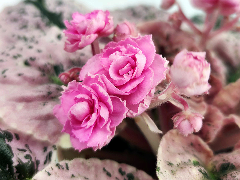 Rose Bouquet.jpg