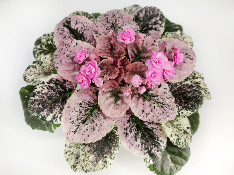 Rose Bouquet1.jpg