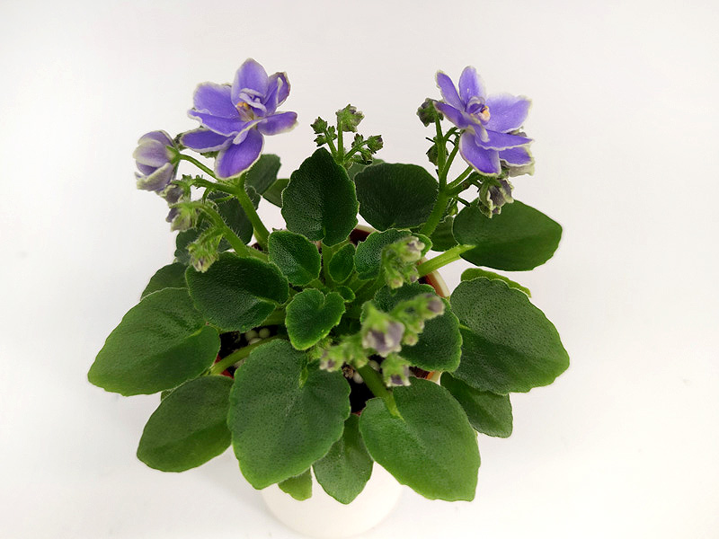 Glacier Bay.jpg