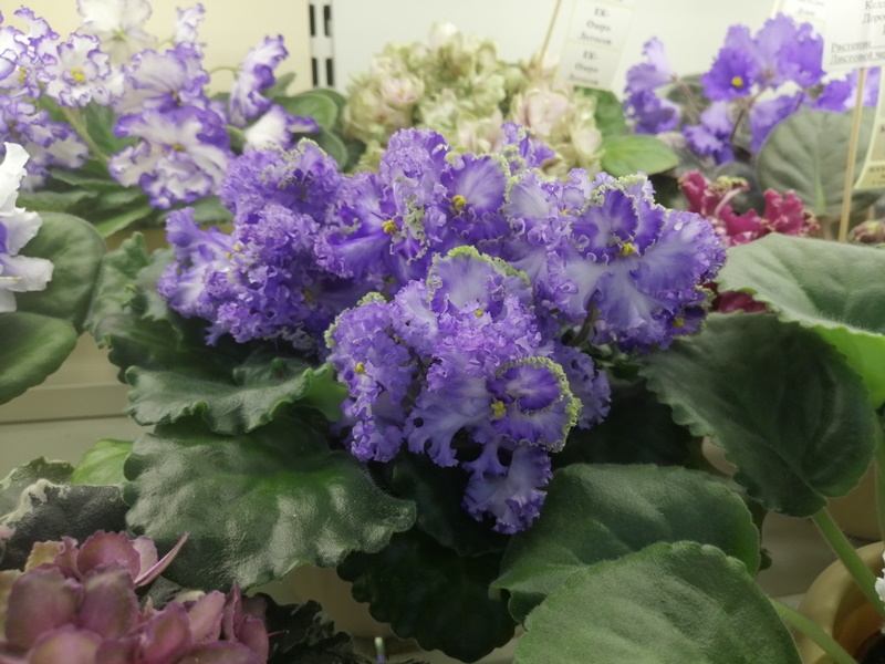 IMG_20201029_163403.jpg