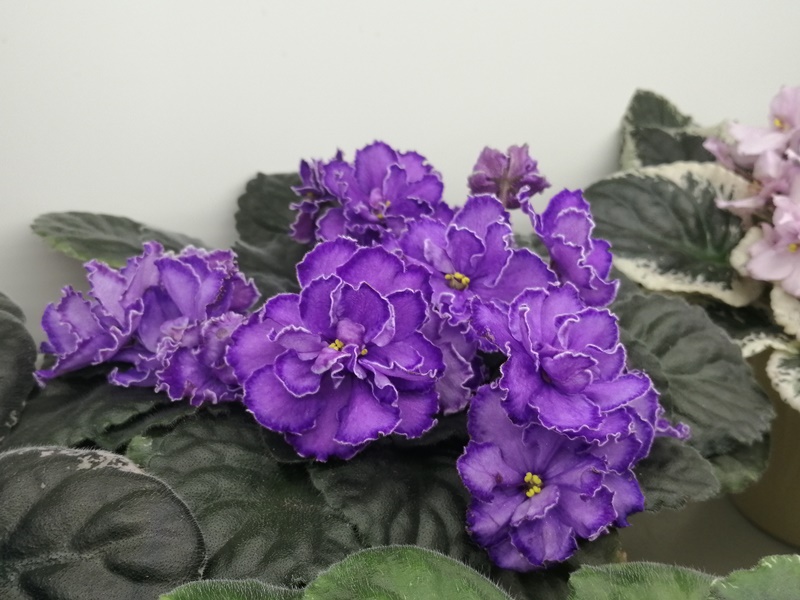 IMG_20201029_163422.jpg