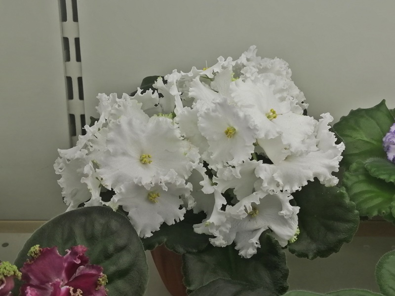 IMG_20201029_163526.jpg