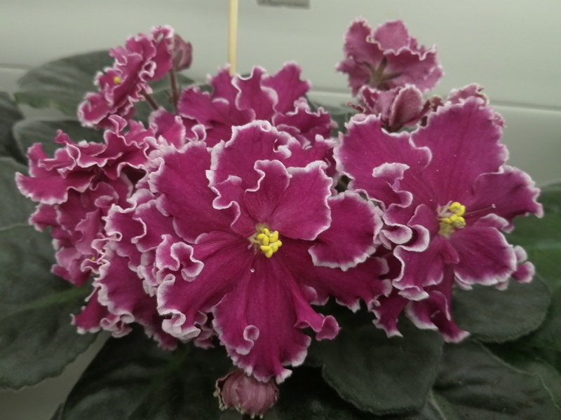 IMG_20201029_163756.jpg