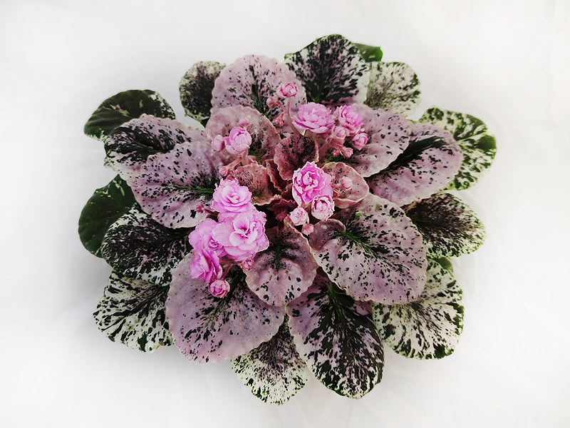1 - Rose Bouquet (G.T. Smith) колл.Е.Галицкая.jpeg