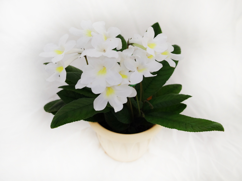 3 - Heartland's White Gold (D. Martens) колл.Н.Дорофеев.jpeg