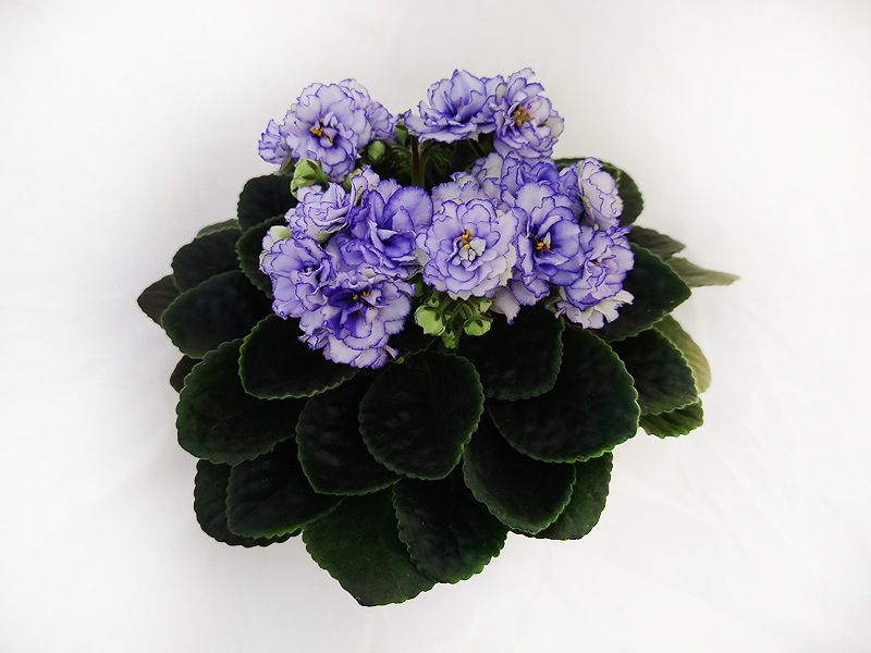 Лучшая фиалка выставки “Best in Show“ Optimara Yosemite (Holtkamp) колл.Е.Галицкая.jpeg