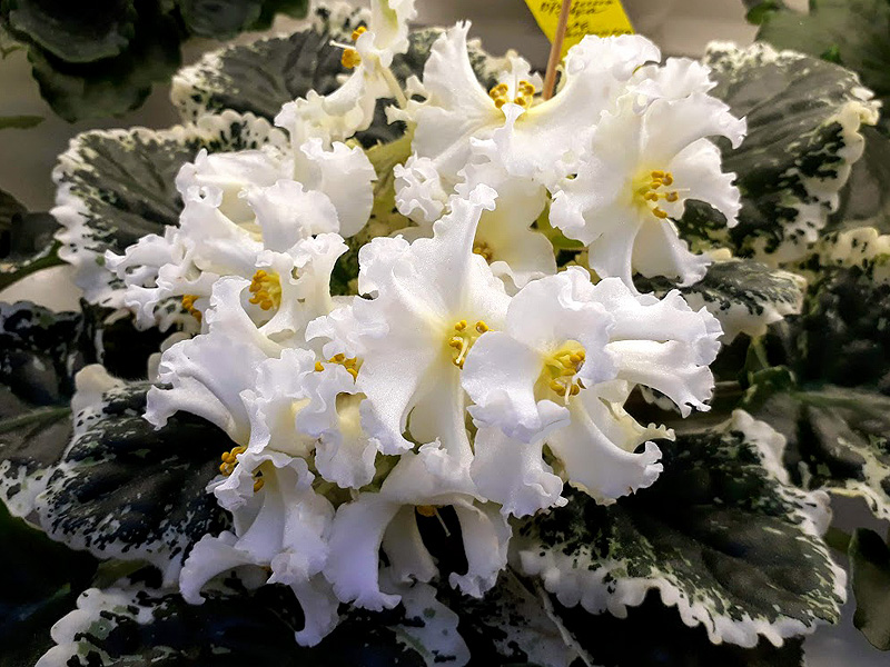 ЛЕ-Бризингида, Галицкая.jpg