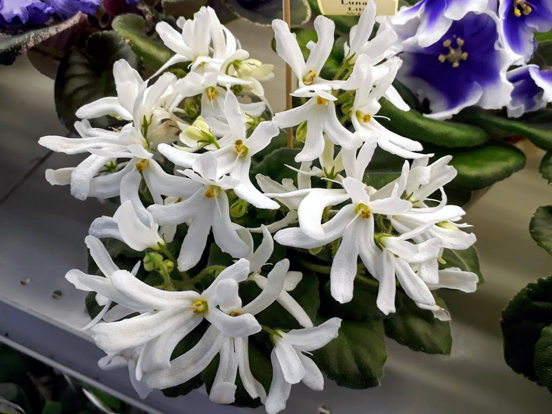 Lunar Lily White, Дорофеев.jpg