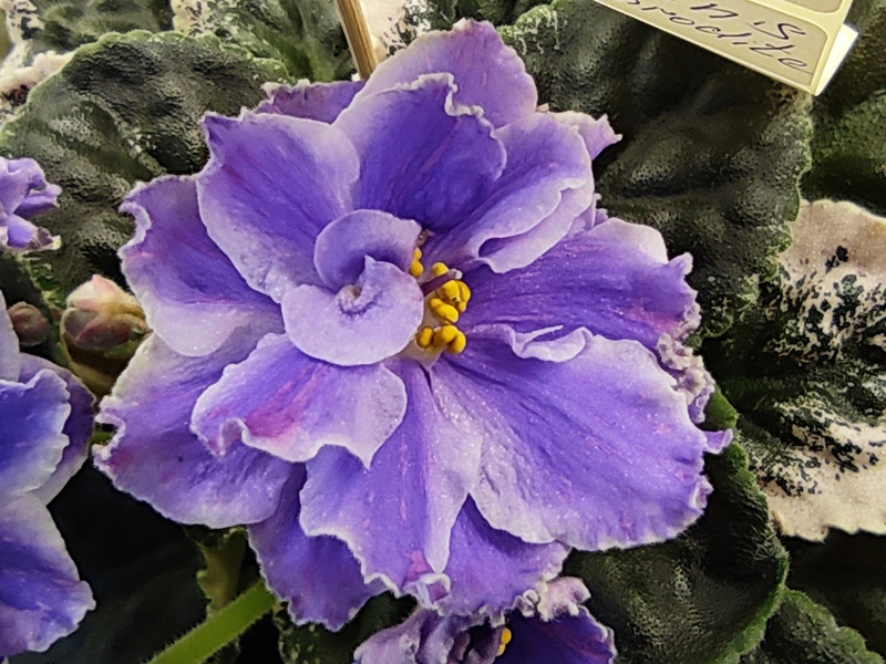 Cajun's Aphrodite (Стуленкова).jpg