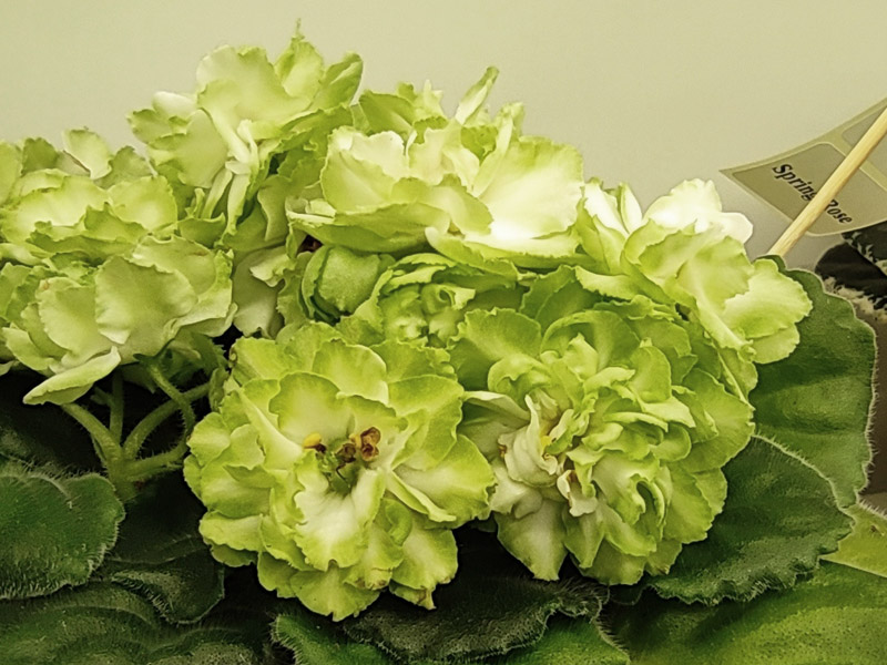 Spring Rose (Дорофеев).jpg