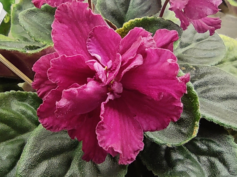 ЕК-Красный Диплом (Стуленкова).jpg