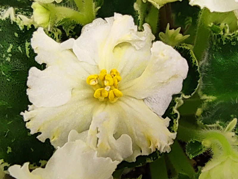 ЛЕ-Бланже (Стуленкова).jpg