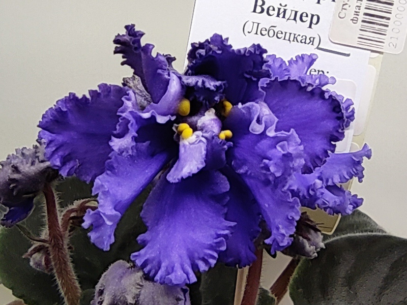 ЛЕ-Дарт Вейдер (Стуленкова).jpg