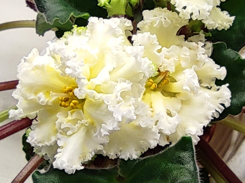 ЛЕ-Бриллиант Тиффани (Галицкая).jpg