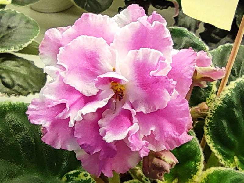 ЛЕ-Клюквенное Суфле (Галицкая).jpg