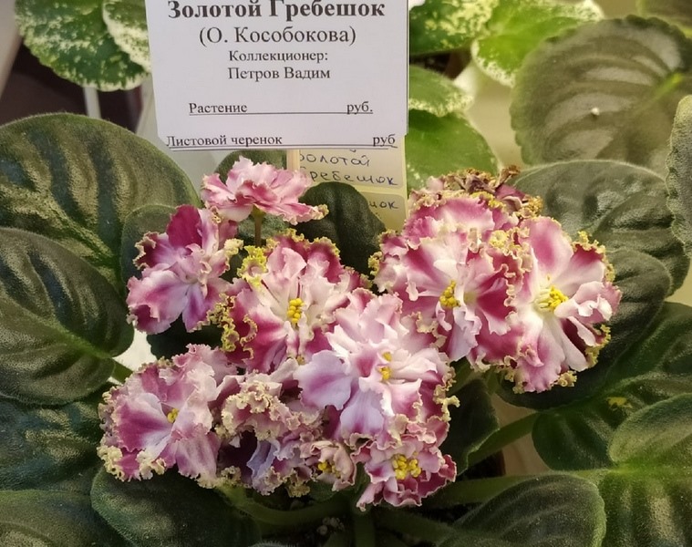 КО-Петушок-Золотой Гребешок - Петров В.jpg