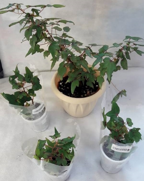 Begonia dregei - Пак Л.jpg