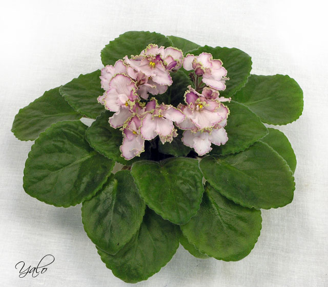 1 – ЛЕ-Панночка (Е. Лебецкая), колл. Н. Неволина