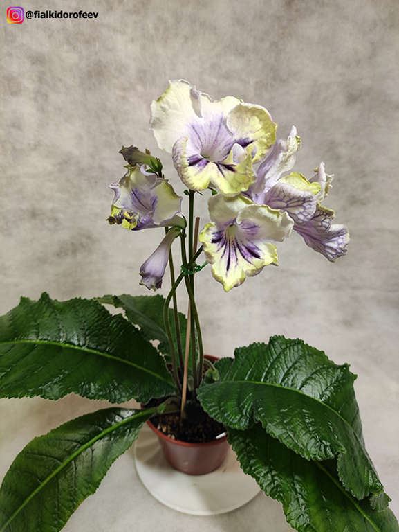 DS-Хочу и Буду!
