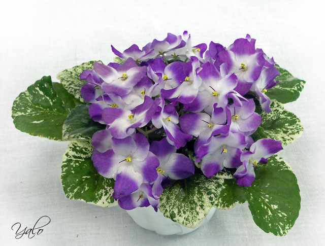 1 – Sugar Plum Dream ((LLG/P. Sorano), колл. О. Прядкина
