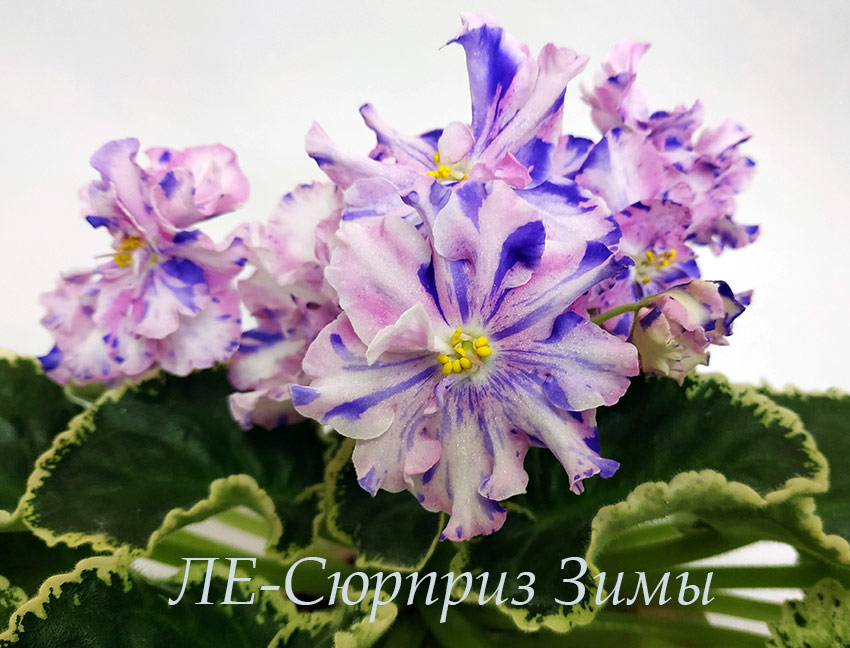 IMG_20201110_180114.jpg