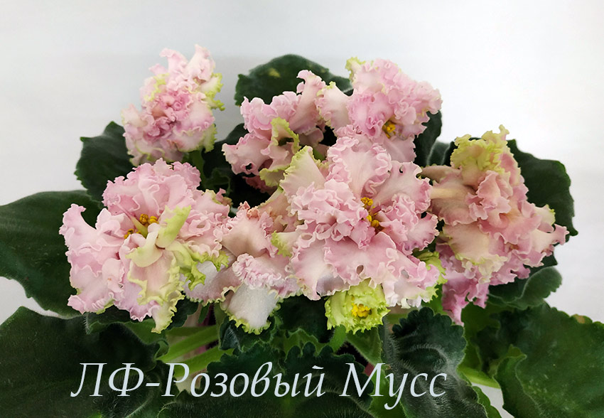 IMG_20201110_185125.jpg