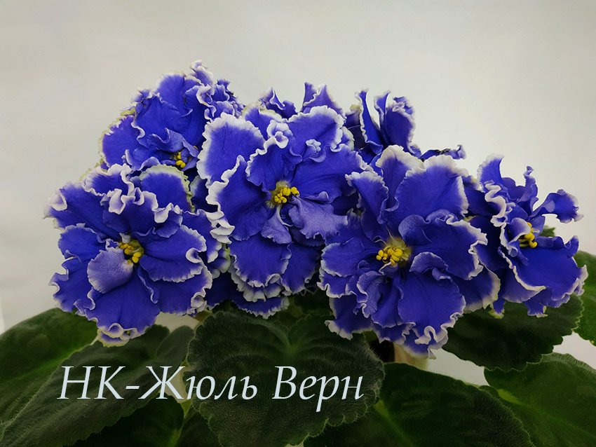 IMG_20201110_200256.jpg