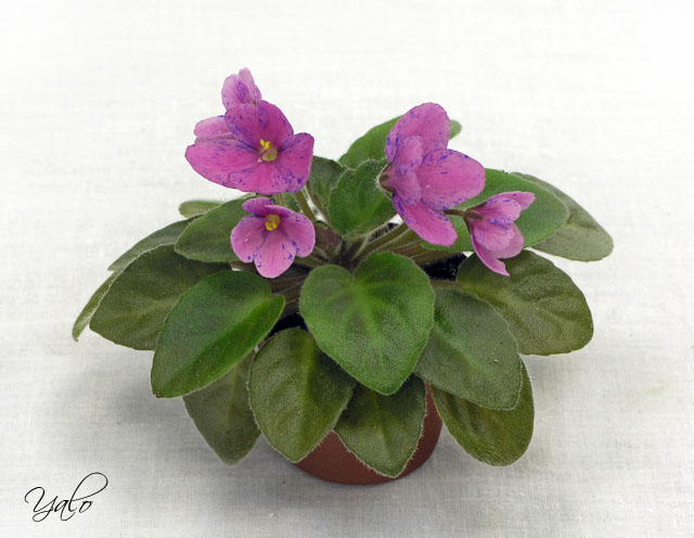 2 – Optimara Little Hopi II (Holtkamp), колл. Т. Омельченко