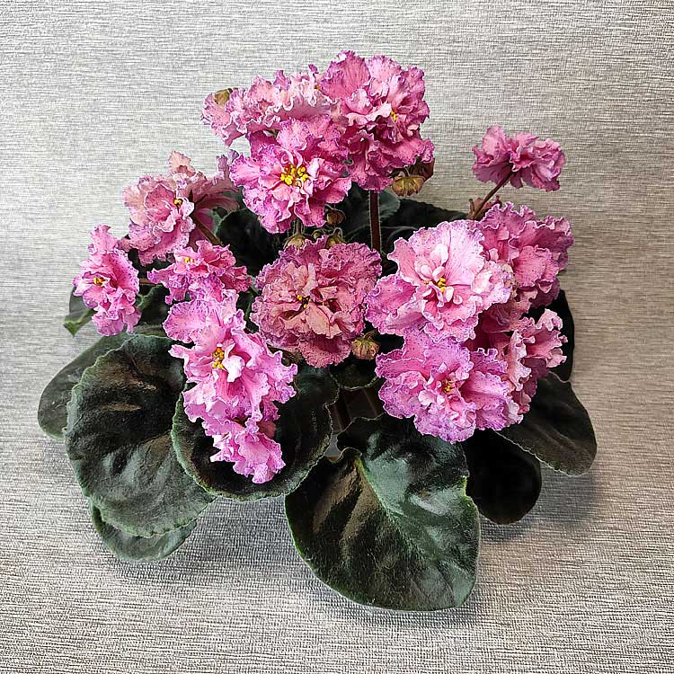 ПТ-Машенькин-Букет.jpg